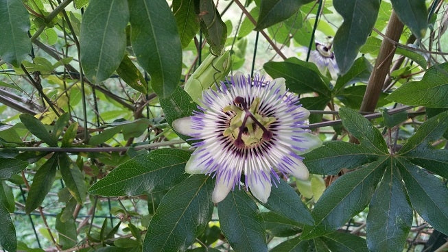Alles über Passionsblume