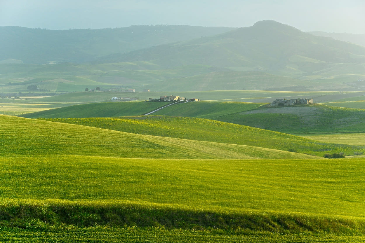 Bärwurz – a gift from the European mountain meadows