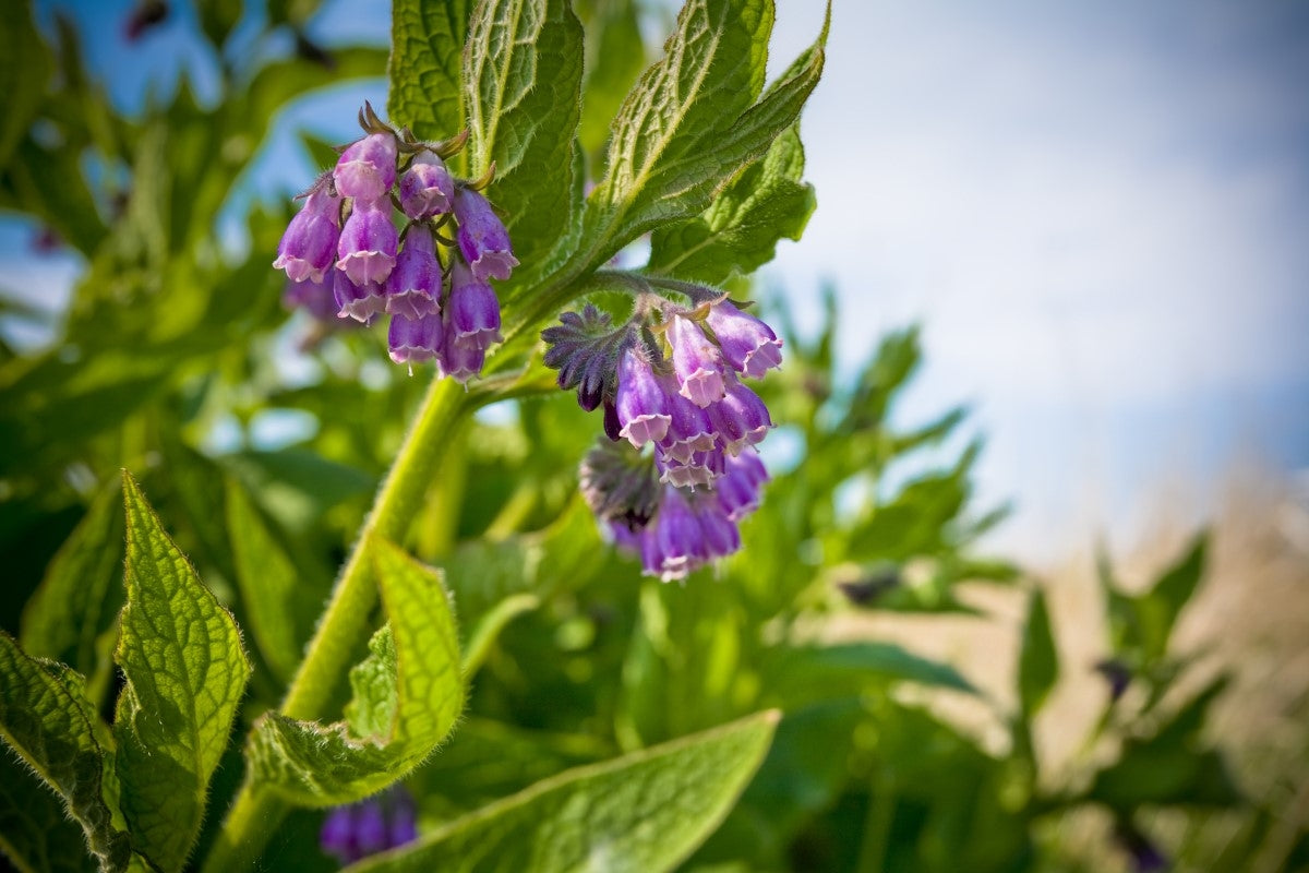 Comfrey – Healing Effects and Uses