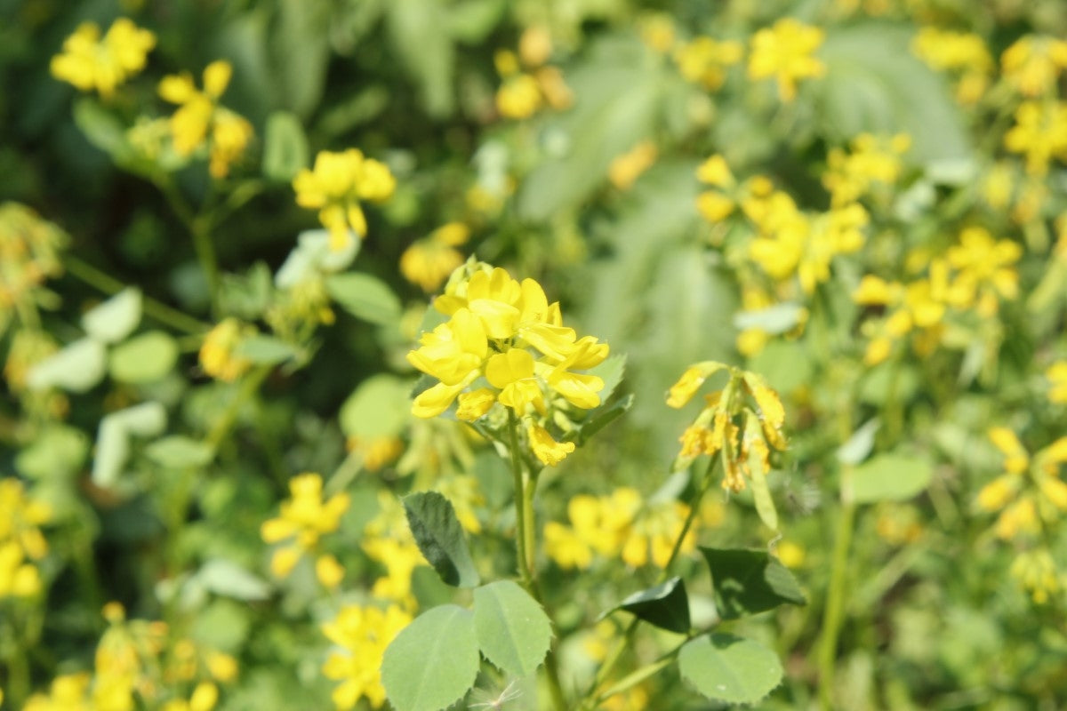 Fenugreek – Effects and More