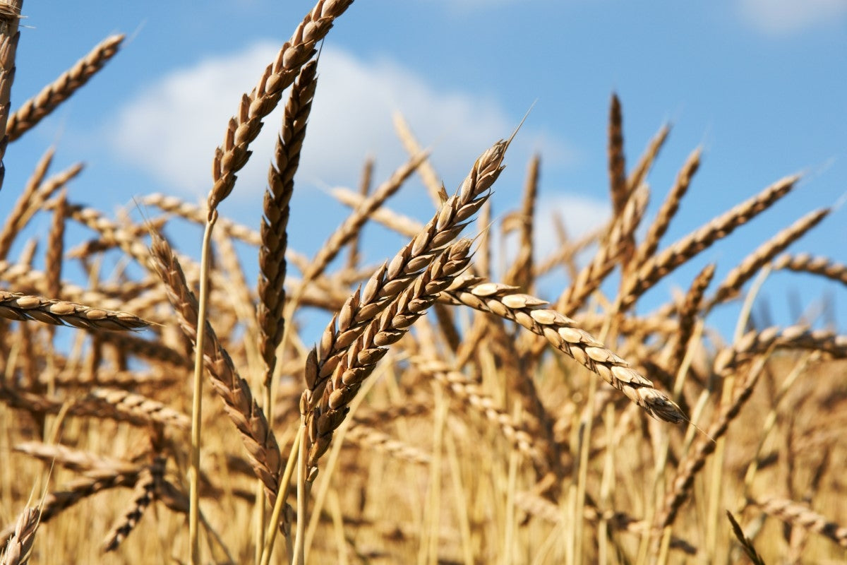 Spelt Intolerance