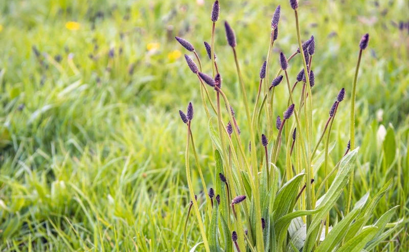 Plantain: Effects, Uses, and Dosage