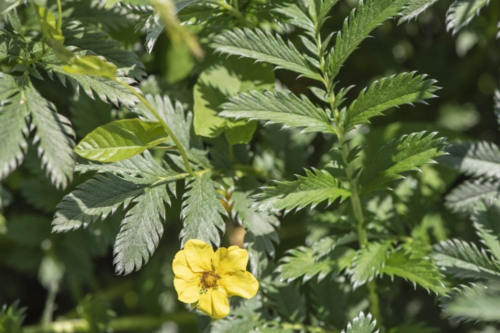 Cinquefoil