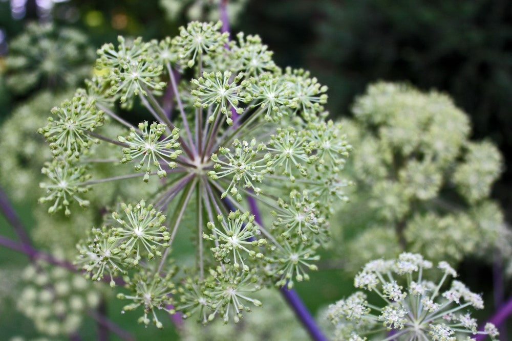 Angelica Root: Effects, Uses, and Dosage
