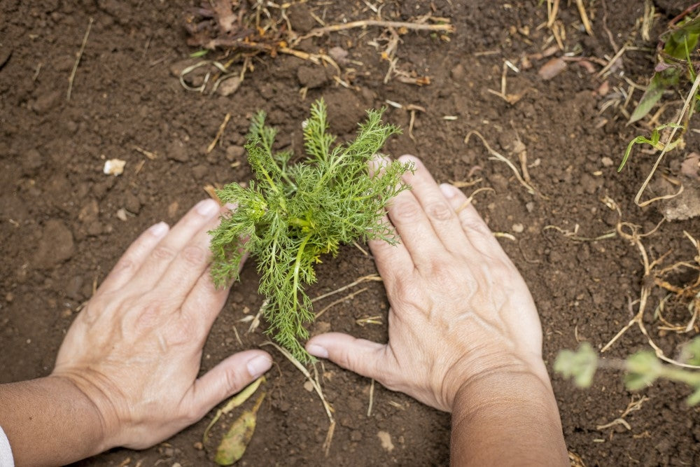 Growing chamomile in monastic medicine