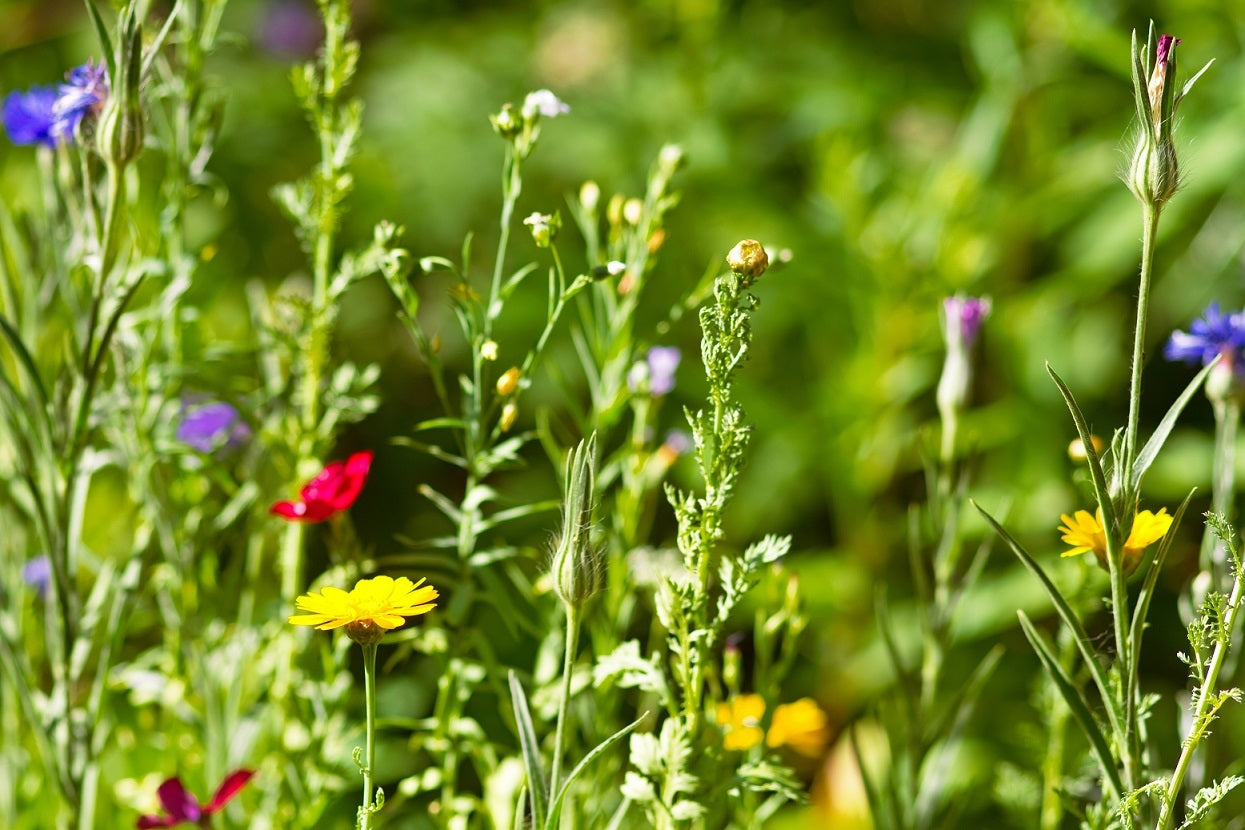 Wild Herb Encyclopedia – Healing Effects and Uses