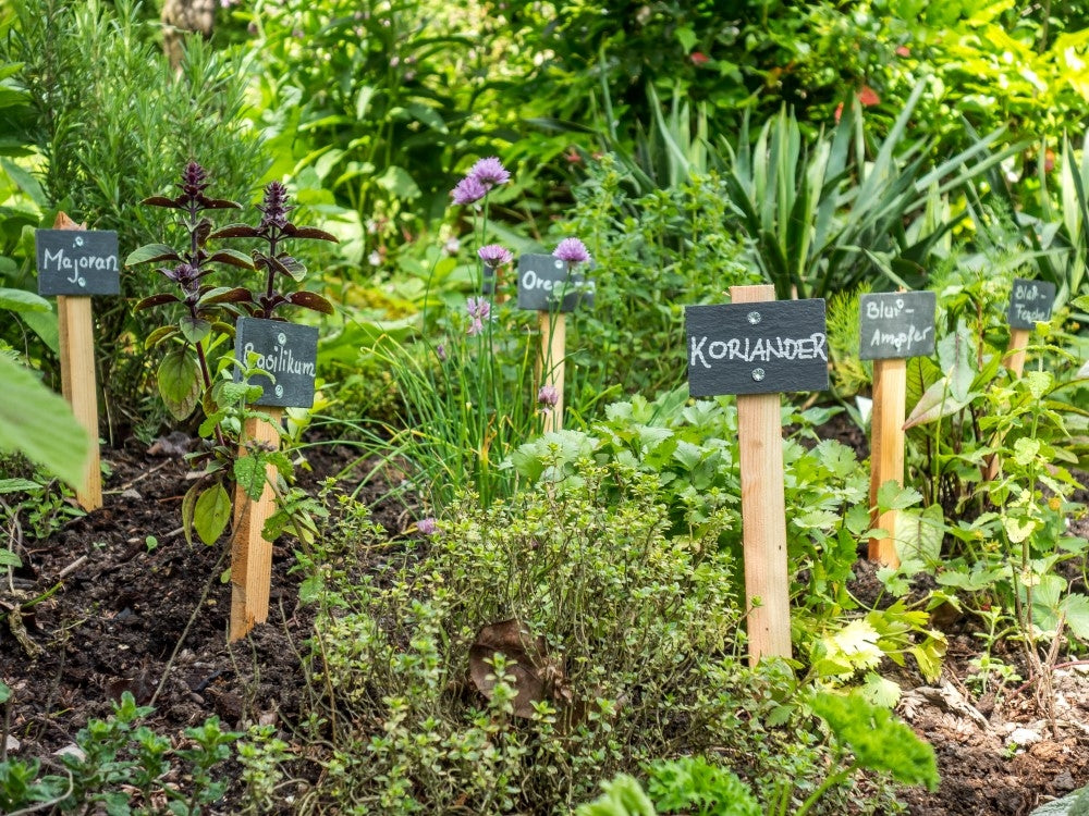 Garden herbs