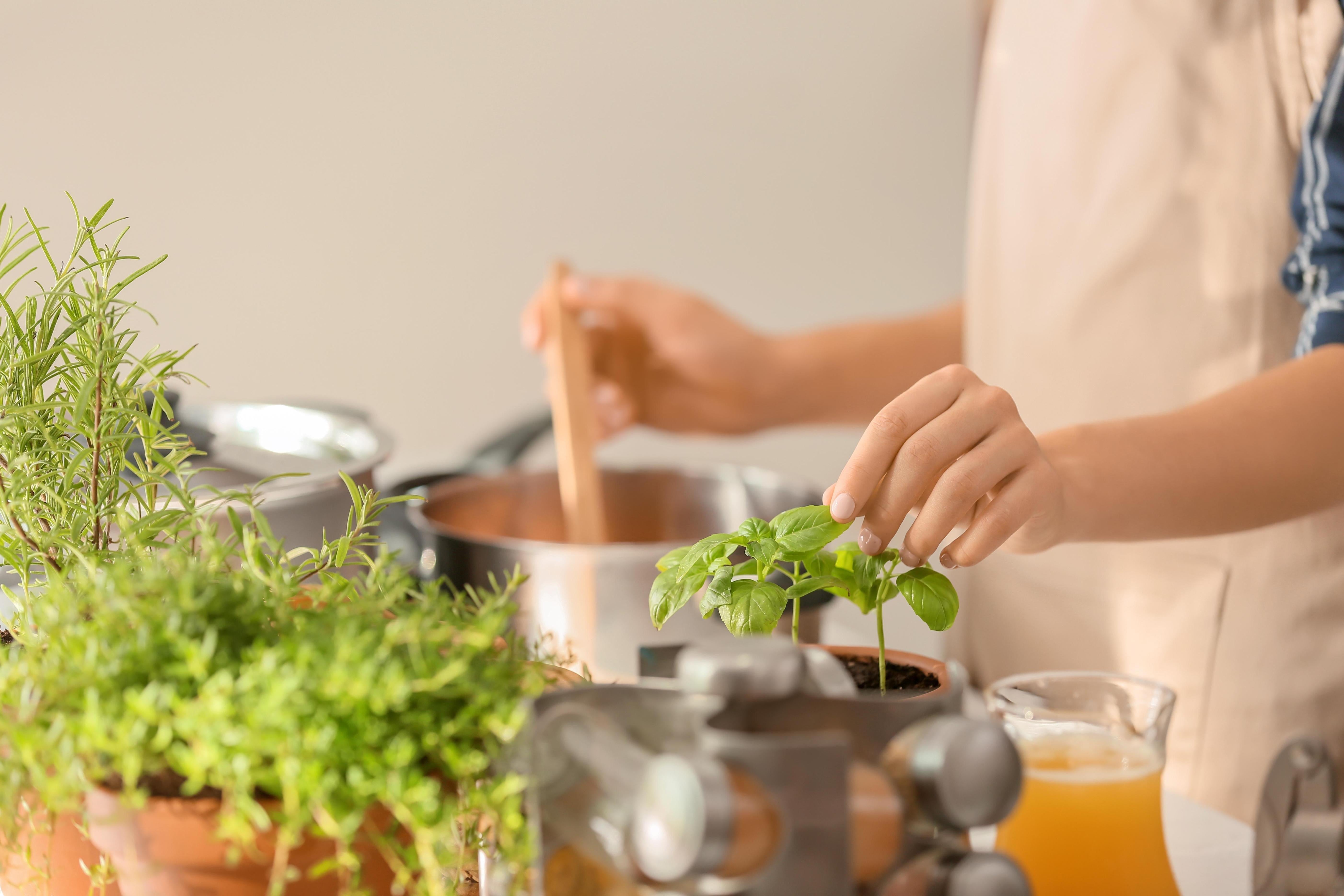 Herb Garden Kitchen in Monastic Medicine