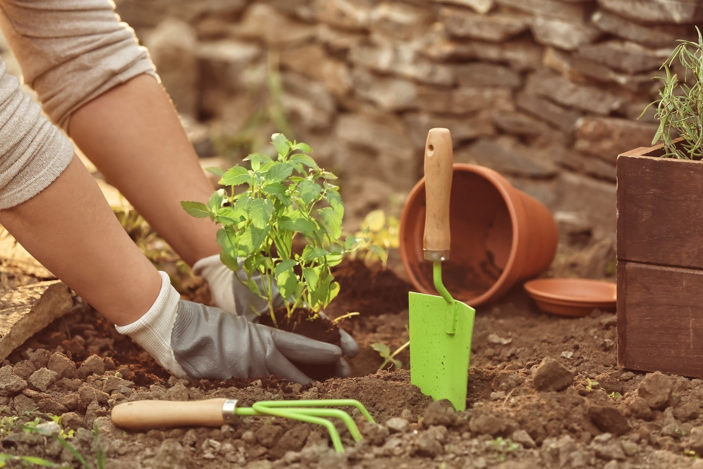 Planting Herbs: The Essentials at a Glance