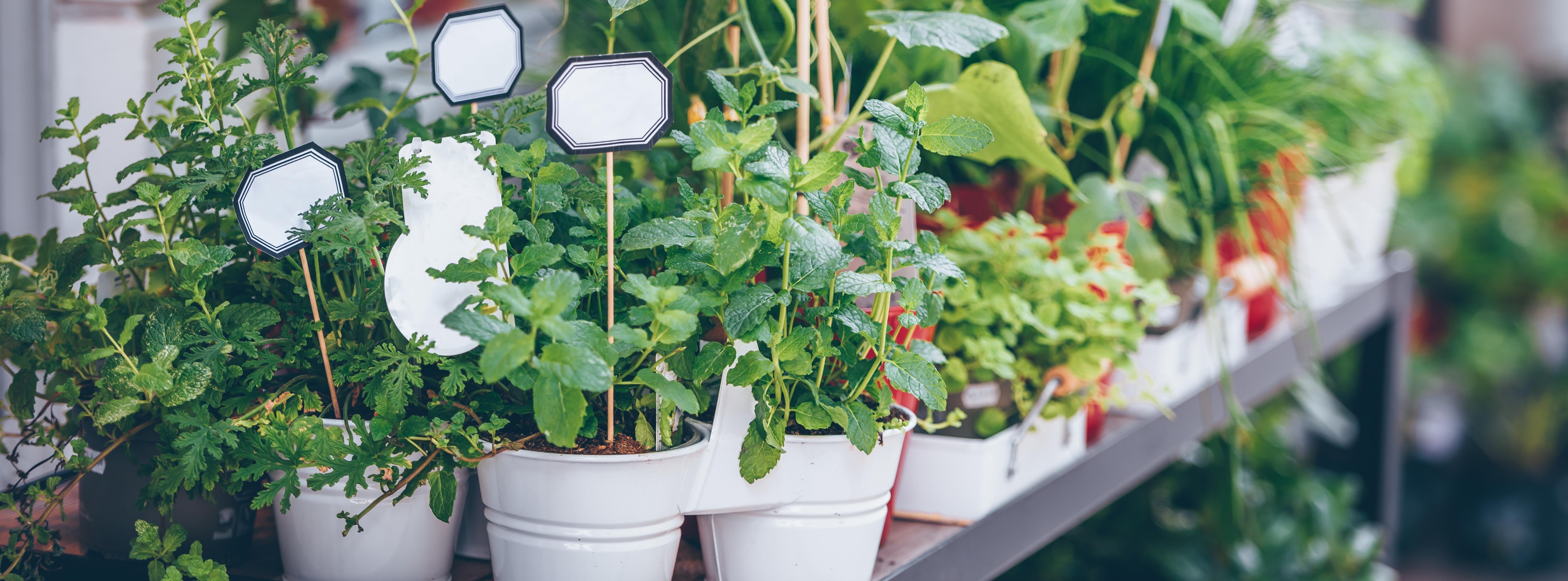Buy Herbal Plants: Effects, Uses, and Dosage