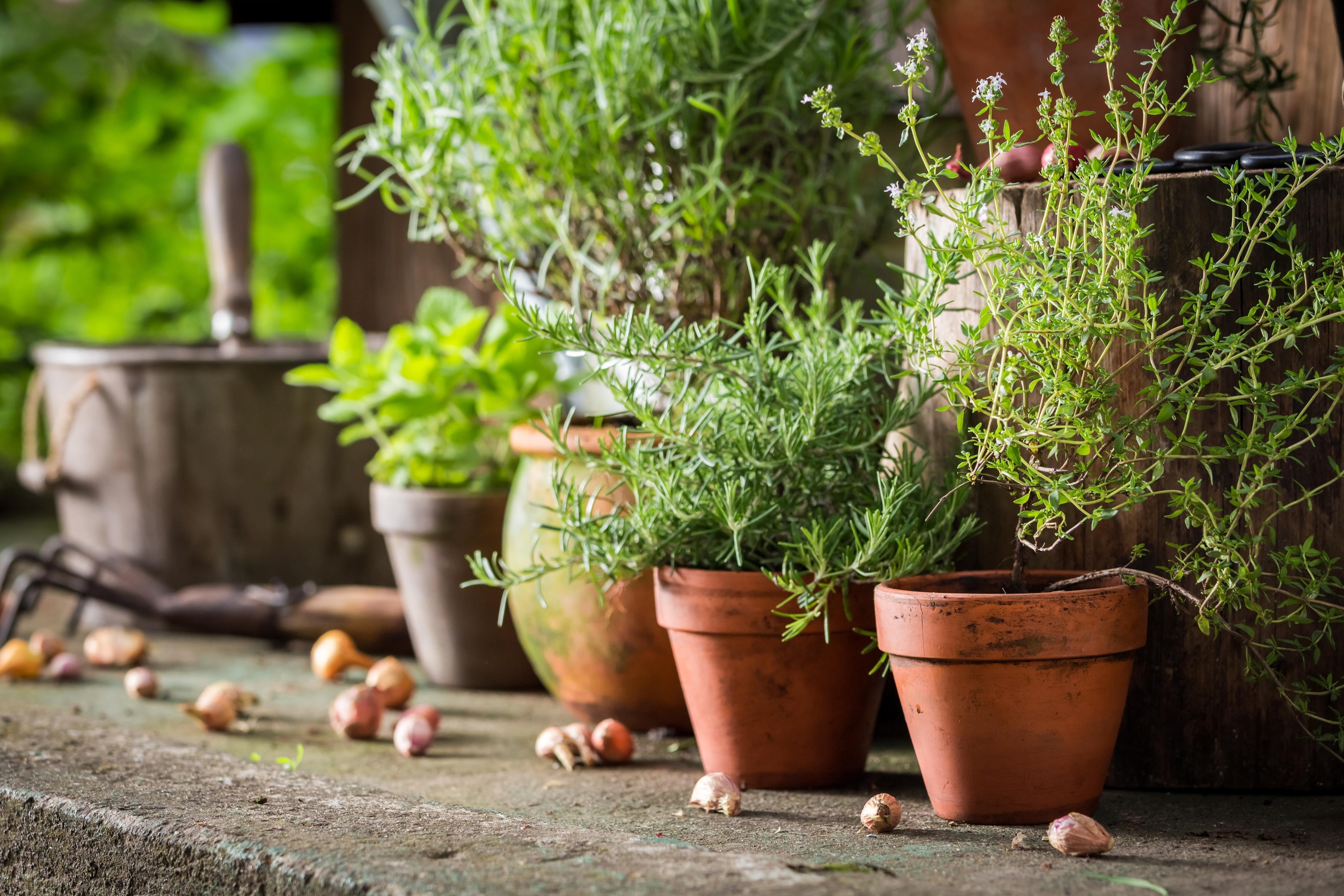 Herb pots in the kitchen