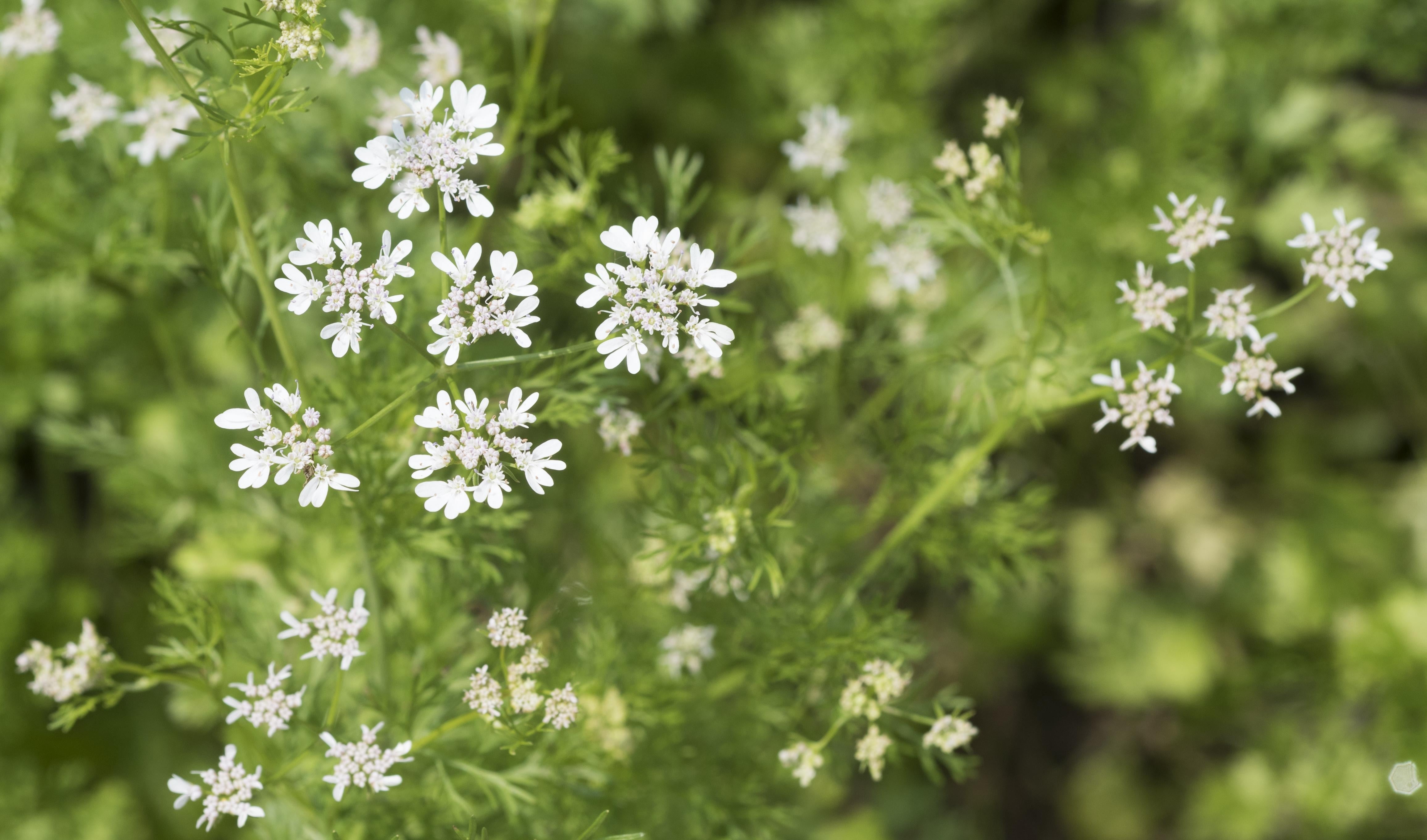 Coriander: The Most Important Overview