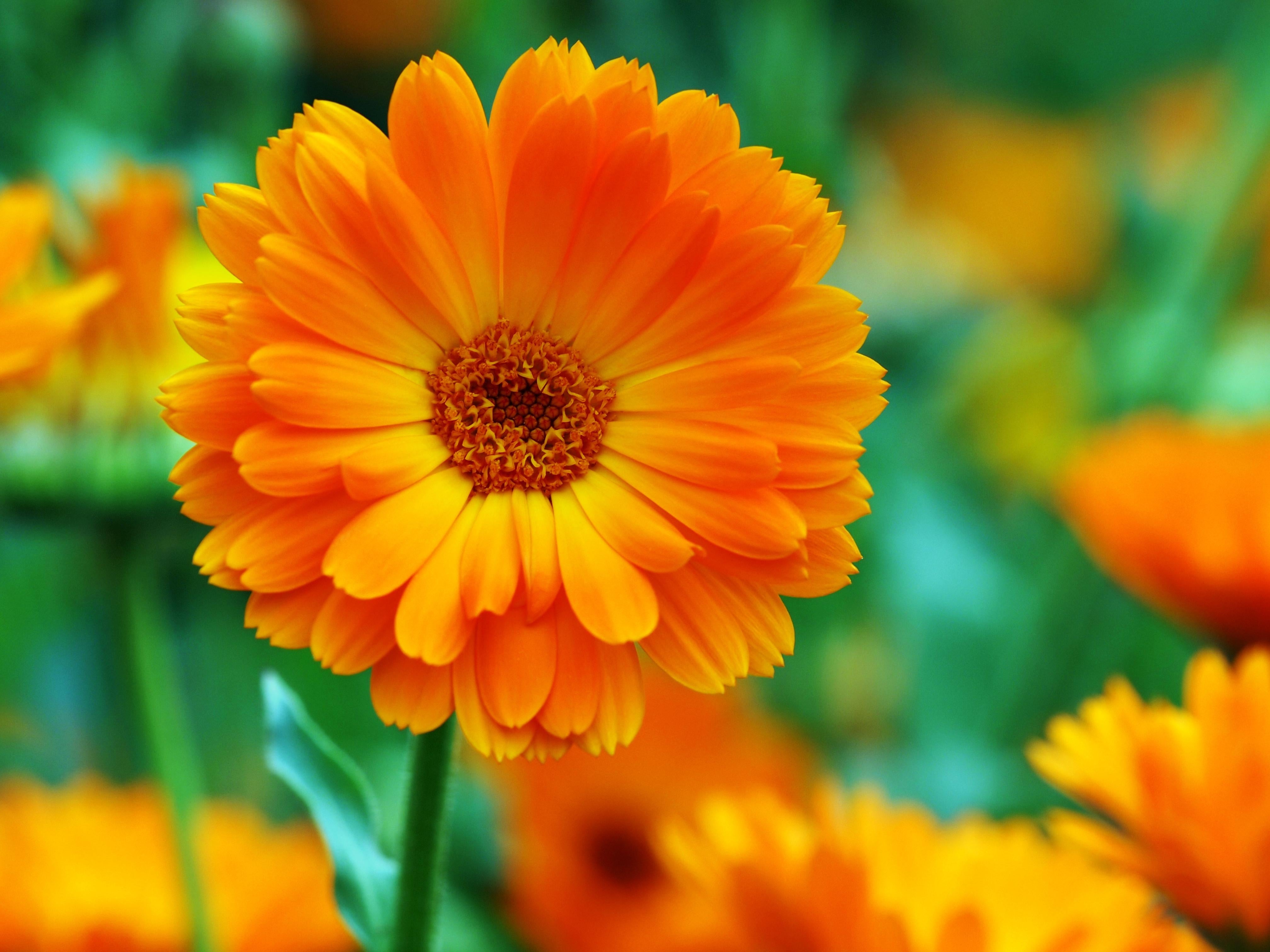 Marigold