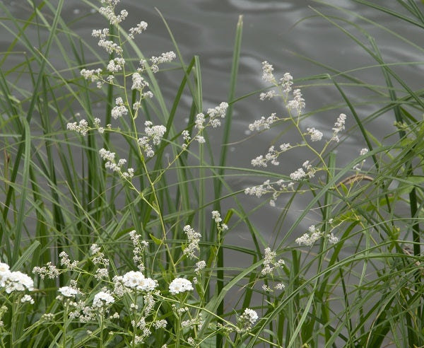 Pepperwort: Effects, Uses, and Dosage