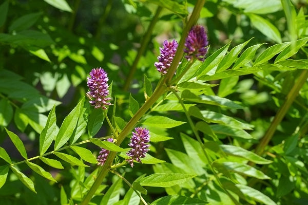 Licorice: The Most Important Overview