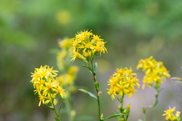 Common Goldenrod – Healing Properties and Uses
