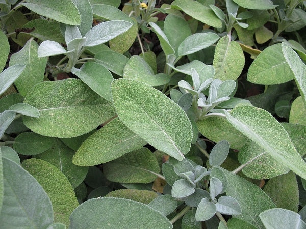 Sage